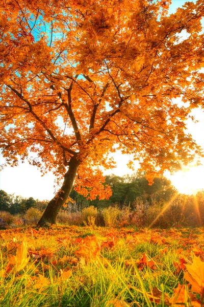Hermoso árbol de otoño con hojas secas caídas — Foto de Stock