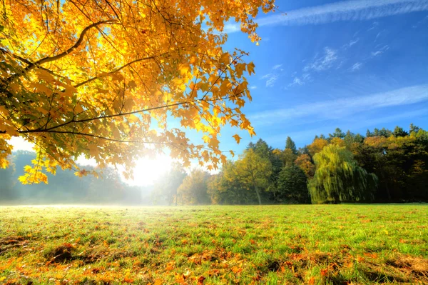 Hermoso árbol de otoño con hojas secas caídas —  Fotos de Stock