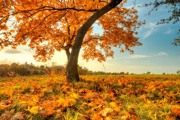 Hermoso árbol de otoño con hojas secas caídas —  Fotos de Stock