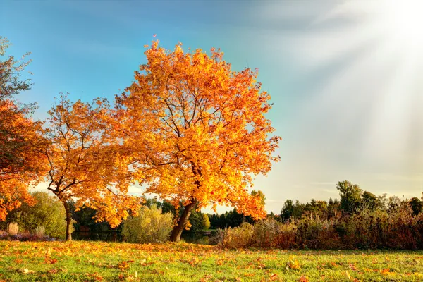 Bel arbre d'automne aux feuilles sèches tombées — Photo