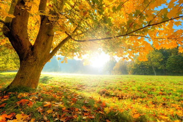 Όμορφο φθινόπωρο δέντρο με πεσμένα τα ξηρά φύλλα — Φωτογραφία Αρχείου