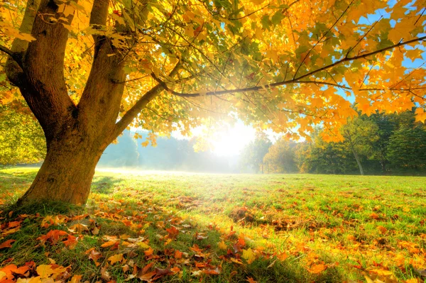 Bellissimo albero autunnale con foglie secche cadute — Foto Stock