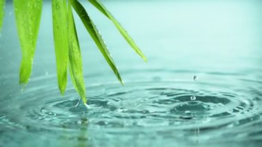 Palmiye yapraklarıyla düşen su çok yavaş düşüyor. Yüksek hızlı sinema kamerası, 1000 fps..