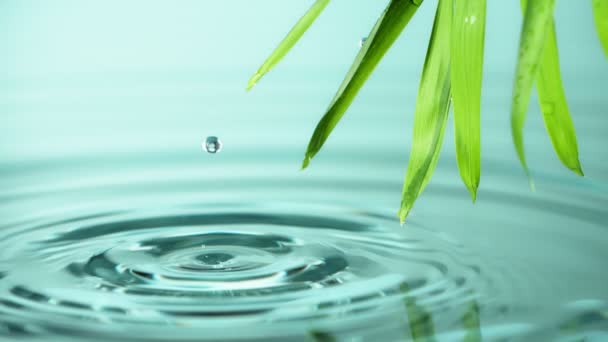 Super Slow Motion Falling Water Drops Palm Leaves Filmed High — Stock Video