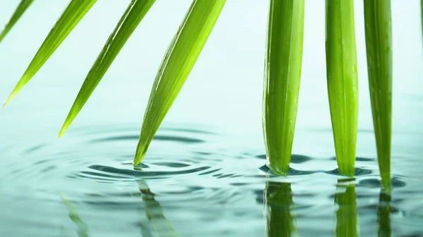 Spa Und Wellness Hintergrund Mit Wasser Und Blättern Ruhige Szene — Stockfoto