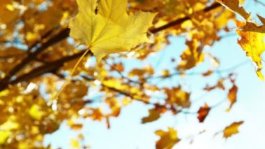 Sonbahar akçaağaç yapraklarının mavi gökyüzüne doğru düşüşünün süper yavaş çekimi. Yüksek hızlı sinema kamerası, 1000 fps..