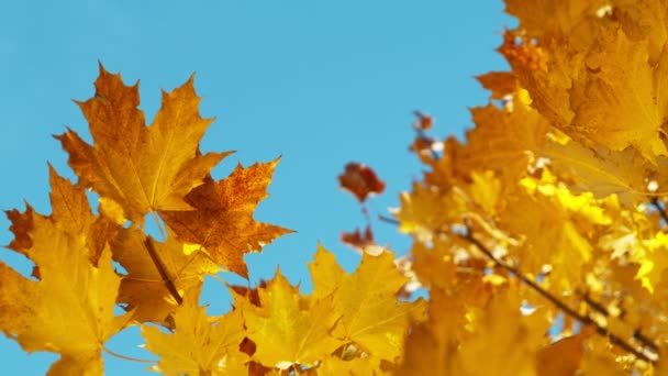 Сверхмедленное Движение Движущихся Осенних Листьев Небом Снято Камеру Высокоскоростного Кино — стоковое видео