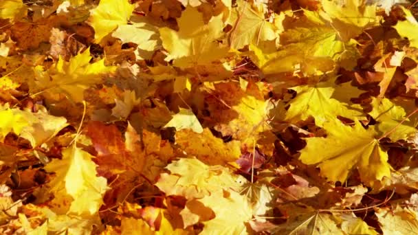 Super Zpomalený Pohyb Padajících Podzimních Javorových Listů Natočeno Vysokorychlostní Kameře — Stock video