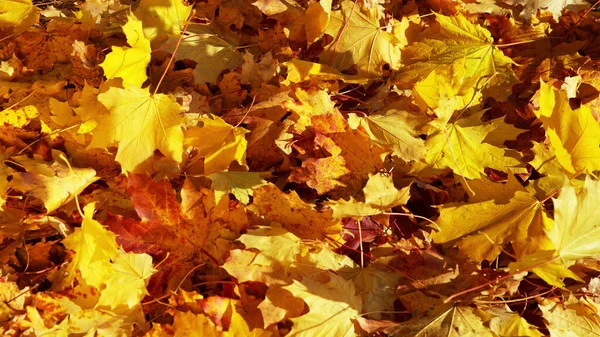 背景群秋橙色のカエデの葉 屋外撮影 — ストック写真