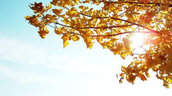 Bella Autum Foglie Contro Cielo Spazio Libero Testo — Foto Stock