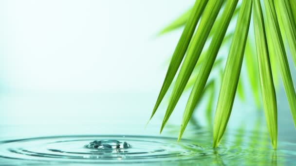 Super Cámara Lenta Gotas Agua Que Caen Con Hojas Palma — Vídeos de Stock