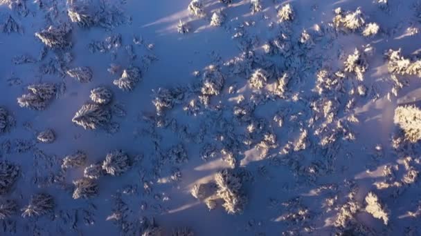 Smooth Crossing Winter Snowy Spruce Forest Nature Outdoor Cinematic Drone — Stockvideo