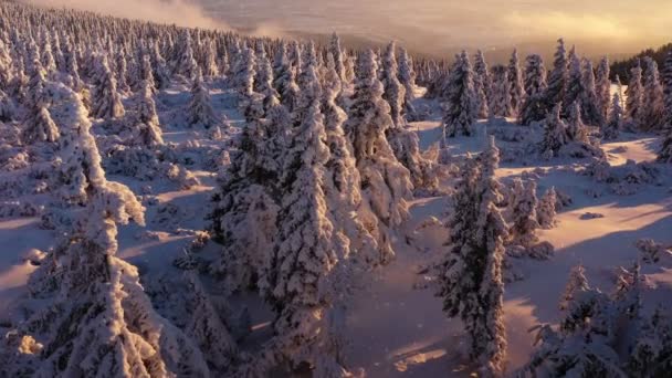 Smooth Crossing Winter Snowy Spruce Forest Nature Outdoor Cinematic Drone — Stock video