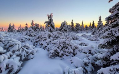 Winter landscape scenery in sunset, European spruce trees.