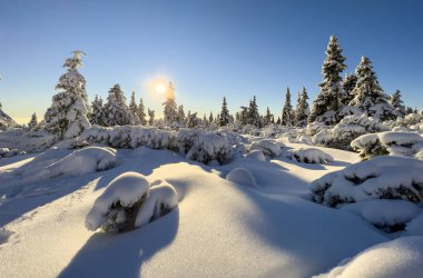 Winter landscape scenery in sunset, European spruce trees.