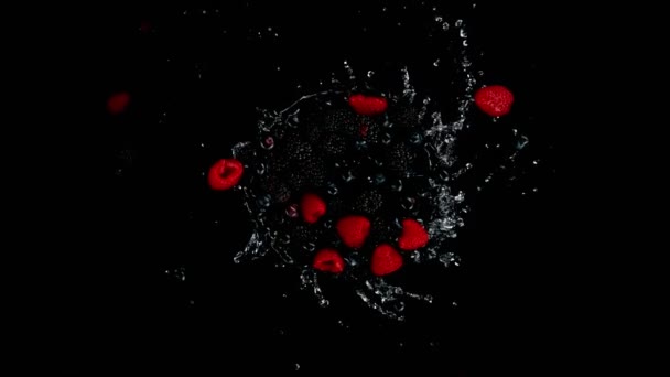 超慢的旋转浆果水果与泼洒水 黑色背景 用高速摄像机拍摄 每秒1000帧 — 图库视频影像