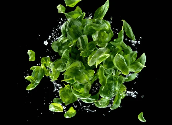 Falling Basil Leaves Isolated Black Background Splashing Water Freeze Motion — Stock Photo, Image