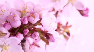 Çiçek açan kiraz ağacı çiçekleri zaman aşımına uğradı. Güzel bahar çiçekli arka plan.