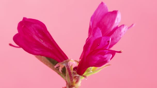 Временной Промежуток Цветения Цветущих Азалий Прекрасный Весенний Фон — стоковое видео
