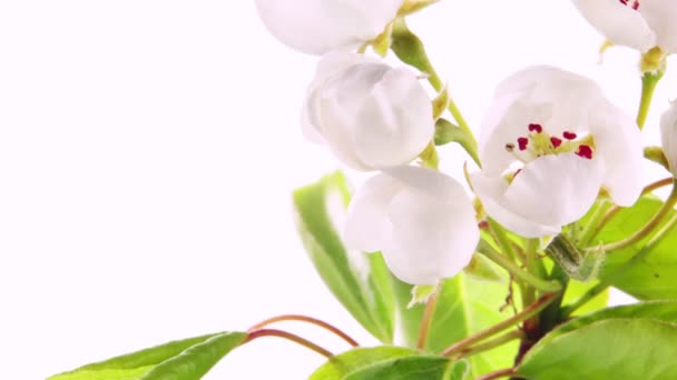 Time Lapse Blooming Apple Tree Blossoms Beautiful Spring Blooming Background — Stock Video