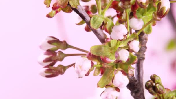 Lapso Tempo Florescer Macieira Flores Bela Primavera Floração Fundo — Vídeo de Stock