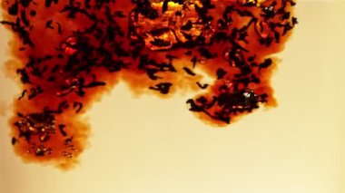 Suya siyah çay koymanın çok yavaş bir yolu. Altın arka planda izole edilmiş. Yüksek hızlı sinema kamerası, 1000fps.