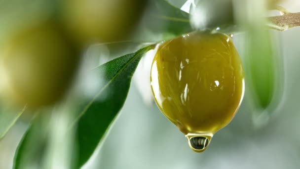 Superzeitlupe Tropfender Öltropfen Aus Grünen Oliven Konzept Des Gepressten Olivenöls — Stockvideo