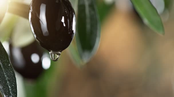 Super Slow Motion Dripping Oil Drop Black Olive Concept Pressed — Stock Video
