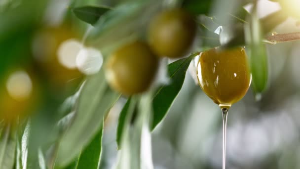 Super Slow Motion Dripping Oil Drop Green Olive Concept Pressed — Stockvideo