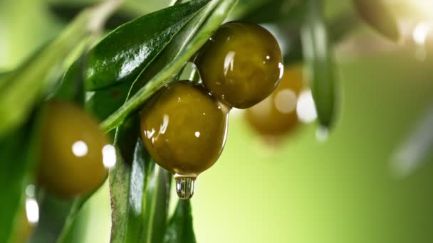 Super Slow Motion Dripping Oil Drop Green Olive Concept Pressed — Stock Video