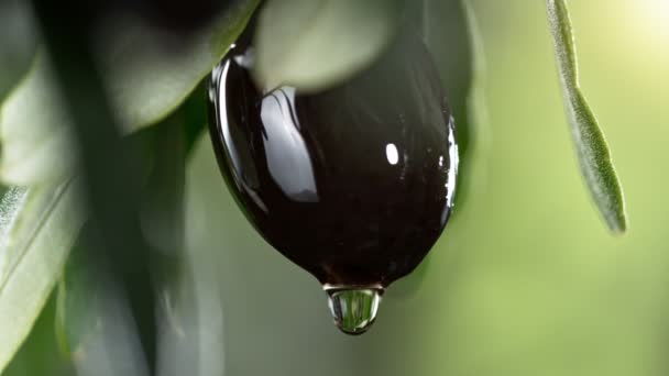 Super Powolny Ruch Kropli Oleju Czarnej Oliwki Koncepcja Tłoczonej Oliwy — Wideo stockowe