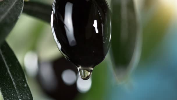 Super Powolny Ruch Kropli Oleju Czarnej Oliwki Koncepcja Tłoczonej Oliwy — Wideo stockowe