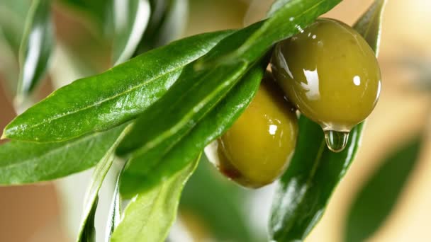 Super Slow Motion Dripping Oil Drop Green Olive Concept Pressed — Stockvideo