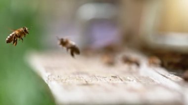 Uçan arılar bal topluyor ve kovana doğru gidiyorlar. Düşük odaklanma derinliği. Yüksek hızlı sinema kamerası, 1000fps.