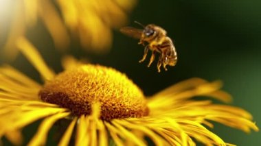 Uçan arı, sarı çiçekten polen topluyor. Yüksek hızlı sinema kamerası, 1000fps.