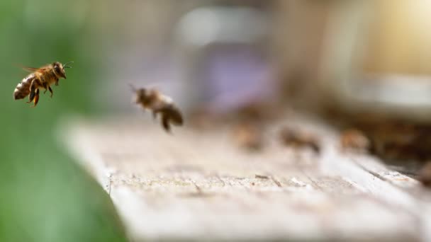 Létající Včely Sbírají Med Míří Úlu Nízká Hloubka Zaměření Natočeno — Stock video