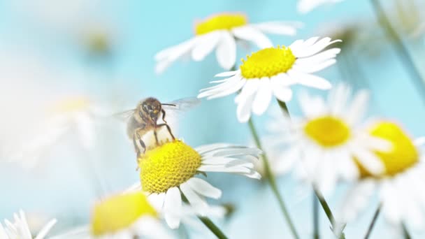 Flying Bee Verzamelen Stuifmeel Van Madeliefje Bloem Gefilmd Hoge Snelheid — Stockvideo