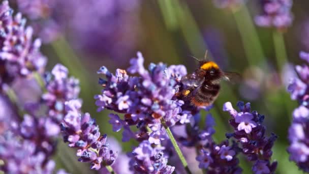 Bee Flying Lavender Blossom Gathering Pollen Macro Shot Filmed High — Stock Video