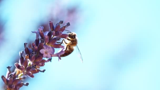 Abelha Flor Lavanda Recolhendo Pólen Macro Shot Filmado Câmera Cinema — Vídeo de Stock