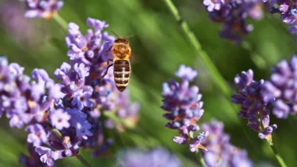 Méhecske Repül Bele Levendulavirágzásba Virágport Gyűjt Makró Lövés Filmre Véve — Stock videók