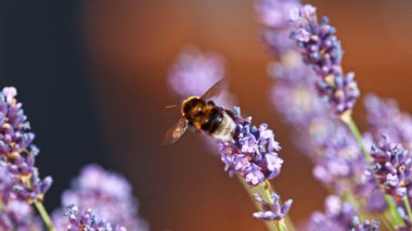 Bumblebee In a Lavender Blossom, macrophotography. Insect collecting pollen from blooming flowers.