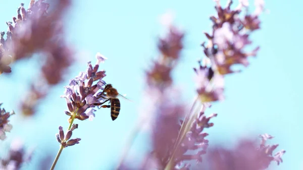 Bijen Een Lavendelbloesem Macrophotografie Insect Verzamelen Stuifmeel Van Bloeiende Bloemen — Stockfoto