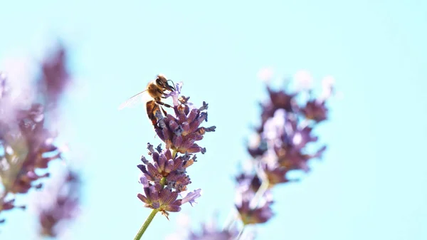 Bee Lavender Blossom Macrophotography Insect Collecting Pollen Blooming Flowers — ストック写真