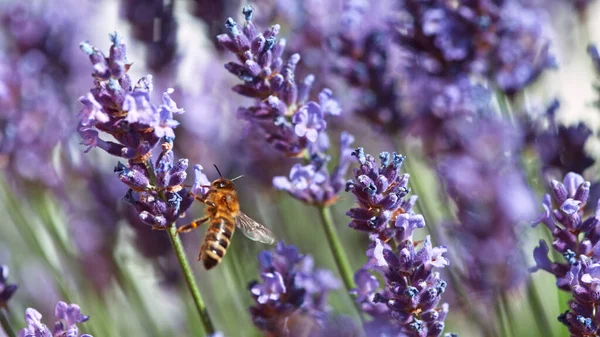 Bee Lavender Blossom Macrophotography Insect Collecting Pollen Blooming Flowers — ストック写真