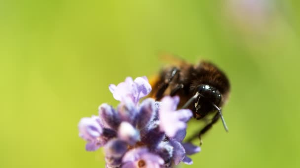 Abelha Voando Flor Lavanda Reunindo Pólen Macro Tiro Filmado Câmera — Vídeo de Stock