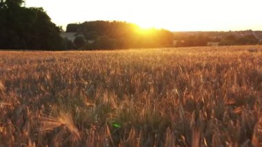 Gün batımında çavdar tarlalarının üstündeki hava görüntüleri. Kırsal alanda mısır gevreğinin ayrıntıları. Tarım ve tarım.