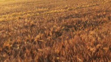 Gün batımında çavdar tarlalarının üstündeki hava görüntüleri. Kırsal alanda mısır gevreğinin ayrıntıları. Tarım ve tarım.