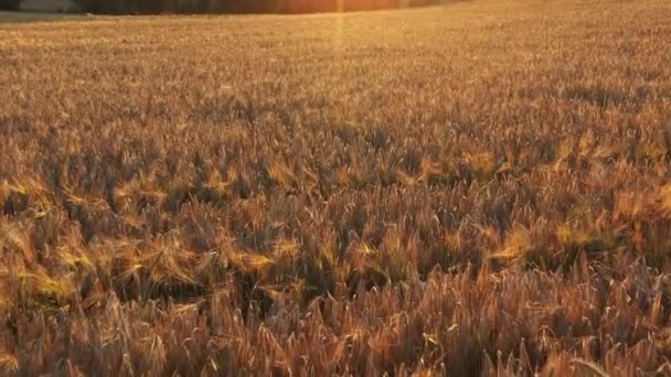 Imágenes Aéreas Sobre Campos Centeno Atardecer Detalle Cereales Paisaje Rural — Vídeos de Stock
