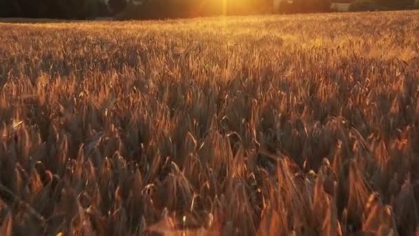 Aerial Footage Rye Fields Sunset Detail Cereals Rural Landscape Agriculture — Stock videók