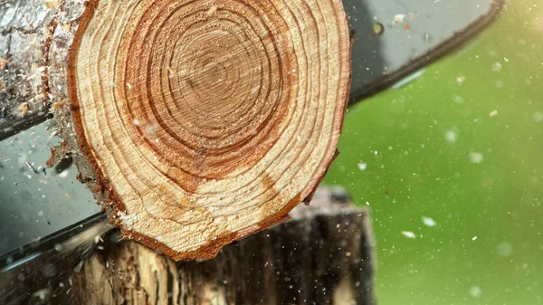 Detail Chainsaw Saws Timber Log Lumberjacking Woodcutting Freeze Motion — Stock Photo, Image